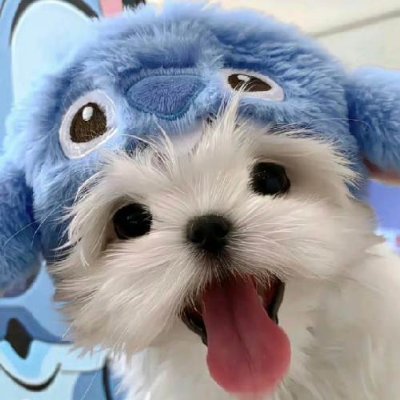 ChandraAmo10695's profile picture. Unpaid intern. Paid in regrets and dust tokens