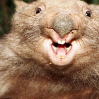 Fi Cartwright (@thisduckhasadhd) 's Twitter Profile