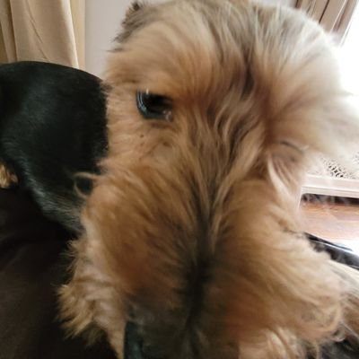 DOM_IML777's profile picture. sometimes, life is hard. then. tetament. :)
| poop