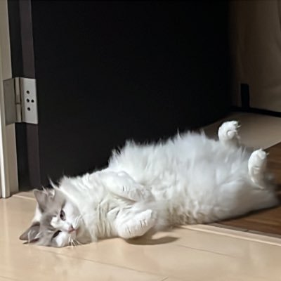 光を知らぬ常夜の獣 太陽に照らされて己が醜さに気づいてしまった　ハクスラに最近お熱