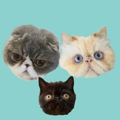mint___sugar's profile picture. フォールデックス（スコティッシュフォールド×エキゾチックショートヘア）のみんと君とエキゾチックロングヘアのしゅがー君とエキゾチックショートヘアのおれお君です🐈