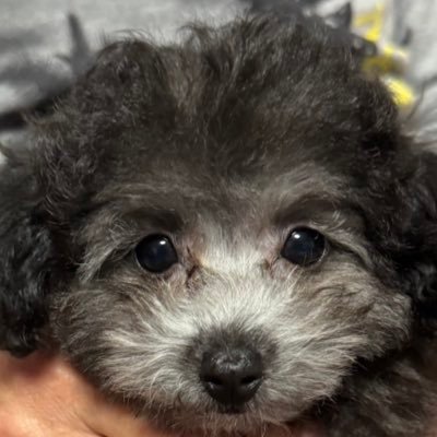 RRii_85's profile picture. 理学療法士/ウィメンズヘルス。2児の子育てに奮闘しつつ、女性の悩みに寄り添えるよう勉強中。