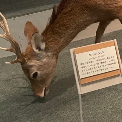 ooo_0000w's profile picture. 🥷🥚腐🔰/主に6️⃣年 最近は留伊、文仙⬆️20 ROM