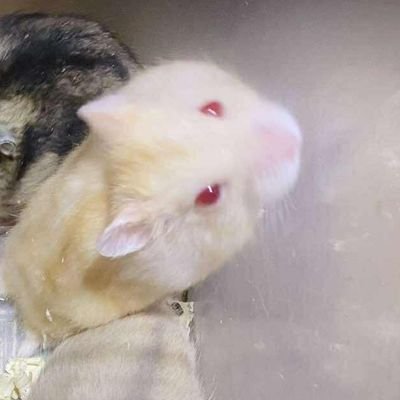 Maybeifeelsad's profile picture. 