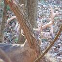 Thomas Corey - @hoghuntsintexas - Twitter