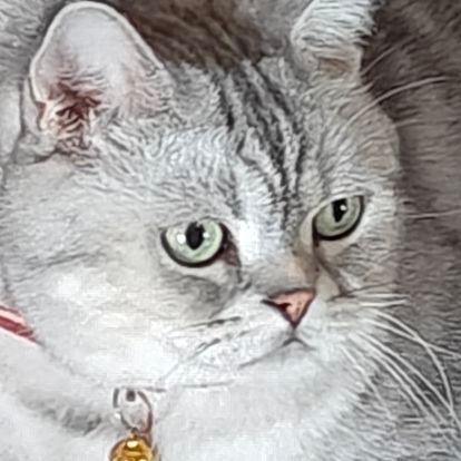 SangZhe233's profile picture. 此人是似人