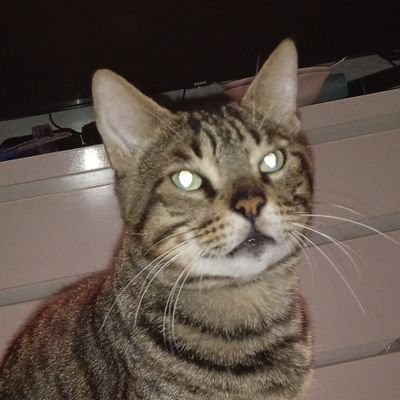22 | He/Him
I mostly just retweet stuff from my feed. Sometimes the stuff might be a nsfw joke, pls DNF if you're under 18.
(pfp kitty is mine)