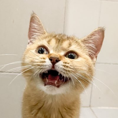 ninette_br___'s profile picture. อุนยายอาบูชิกเก้นคอง 🦜