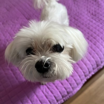 ijin_a0213's profile picture. 동물과 평화를 사랑합니다!