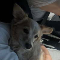 zg (@celikzg) 's Twitter Profile