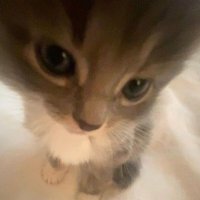 bee:) (@sunflwrrrrs) 's Twitter Profile