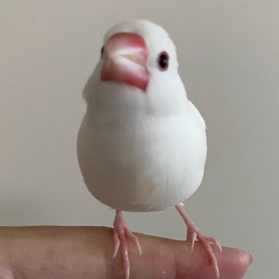 SuperHoneyBees's profile picture. SUNO AI と Logic Pro で作曲したり、シンセを演奏する相対音感持ちの白文鳥ファースト🪽 Web開発、新事業開発で家族を養ってます。 無言フォロー大歓迎！ブルバ100。参政党支持。