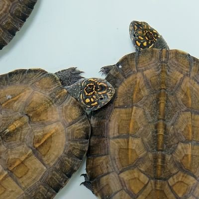 「ご」です。セイロンヤマガメ、マルガメ、ドロガメ、カブトガメ、ムツイタガメ、カンパンゴ一筋。
いっぱい食べる子が好きです!