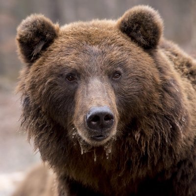 GrosOursMechant's profile picture. destroyer