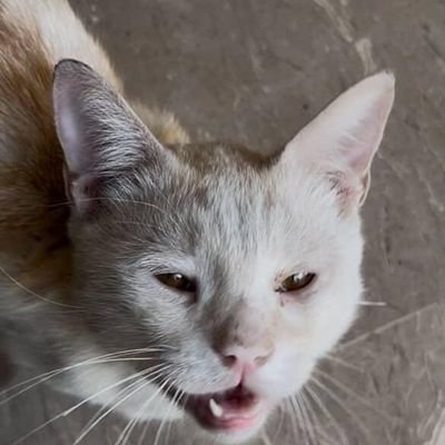 theOwaisFaridi's profile picture. .