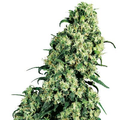 random_skunk's profile picture. I like cannabis and dirt bikes and what would happen is we changed the way we measured a photon? Can the FSC change with respect to the size of a circle?