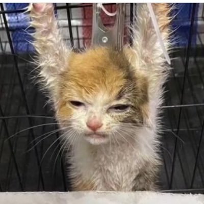 Himeee0907's profile picture. 中国人、猫や犬への拷問を許さない。みーこだけではなく、生きたまま縛り丸焼きや、電子レンジでチンされたり、ミキサーにかけられた動物が5万といる💢💢この事実を多くの人に知って欲しい。私はお前らとは違って見て見ぬフリはしない。