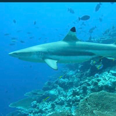 marine biologist