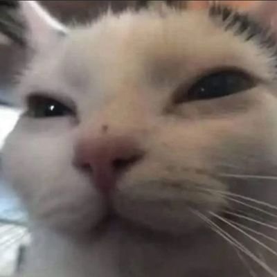 PocketCat0's profile picture. 