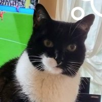 Alejito ponce (@alejitoponce) 's Twitter Profile Photo Alejito ponce (@alejitoponce) 's Twitter Profile Photo
