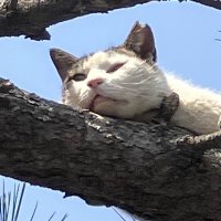 いわんこ - iwancof (@iwancof_weakptr) 's Twitter Profile