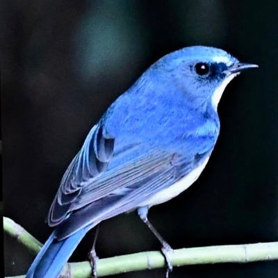 akichi114's profile picture. 日本保守党党員