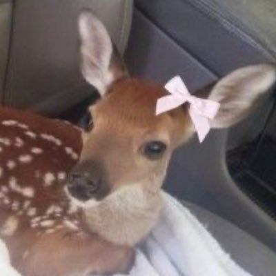 fridalic0's profile picture. i love poetry