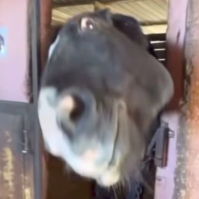 CareyOjall's profile picture. 