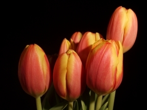 I love flowers, gardening, yard work and nature in general!