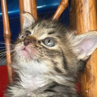 Raph (@raphcodes) 's Twitter Profile