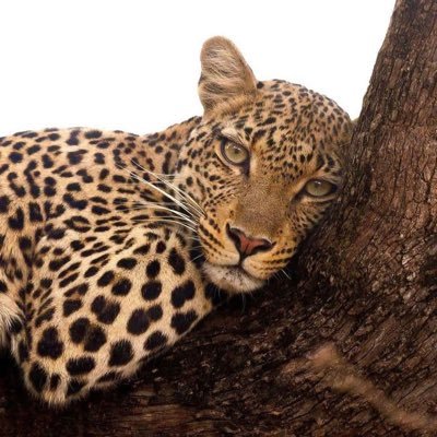 ChicaPasaya's profile picture. Nothing as it seems