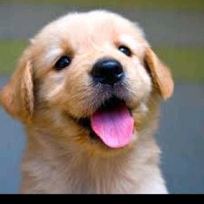 midy0921's profile picture. Lover of Christ/ #Crypto bilites 🤓/Human anatomist 🧑‍⚕️

Let's Chill & shill together 🚀