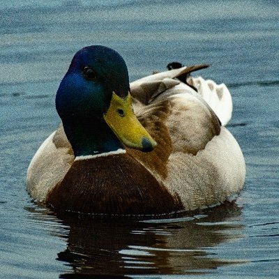 WBackflip's profile picture. Just a trench Duck

Qwak