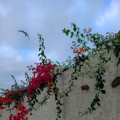 byromaissae's profile picture. أشارك أصواتا تحاكيك 
📷🎙️