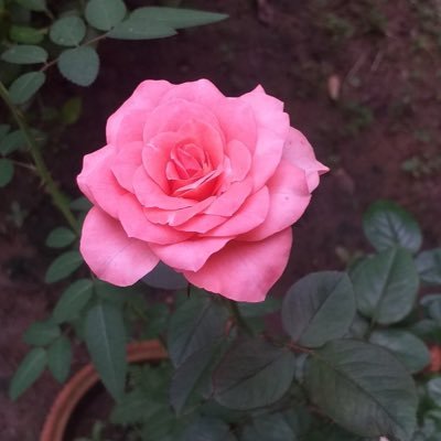 strings_mrs's profile picture. Ex Model & Content Creator - here to encourage and support now
