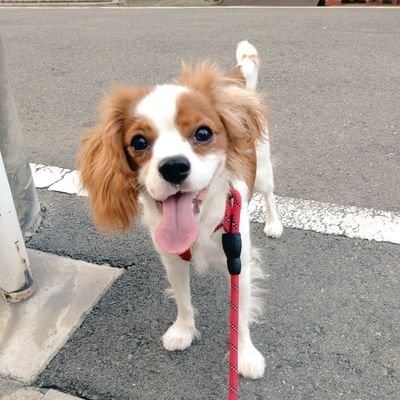 2024年12月1日生まれのキャバリア、はなまる💮♀を2025年3月にお迎えしました🐶
初めてのわんことの暮らしや趣味などを呟きます。わんこ好きの方仲良くしてください😄
無言フォロー失礼致します🙇