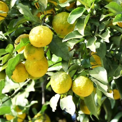 canquitsurui2's profile picture. むーんず🌙 美容垢🌟ブルベ夏🌟ウェーブ🌟呼びタメOK＆していくね🌟無言フォローOK🌟美容垢の方フォロバします