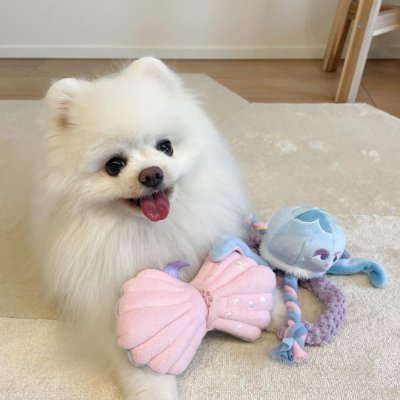 cussesda's profile picture. 彼女は精力的で可愛く、魅力的で、とても優しくて魅力的です。彼女は毎瞬間、笑顔と愛で溢れています。🐾💖#麦子 #エネルギッシュな友達