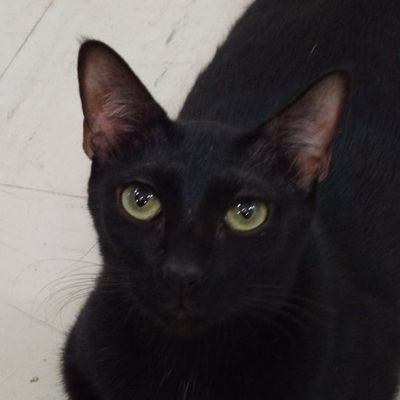 Veganism is right because Animal abuse is wrong.
I'm an amateur Animal Rescuer, with 6 rescued cats at home.
Vegan/Animal Rights Activist/Antinatalist/Atheist✊