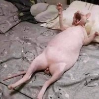 john h (@johnh11461437) 's Twitter Profile