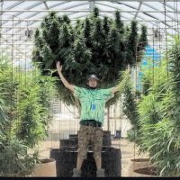 theoghomegrownsensi (@homegrownsensi) 's Twitter Profile Photo theoghomegrownsensi (@homegrownsensi) 's Twitter Profile Photo