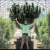theoghomegrownsensi (@homegrownsensi) Twitter profile photo theoghomegrownsensi (@homegrownsensi) Twitter profile photo