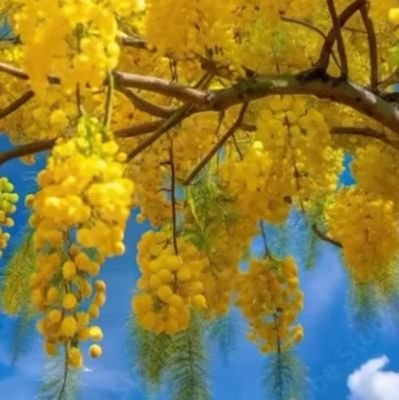 SuryaDev615722's profile picture. Heyyyyy