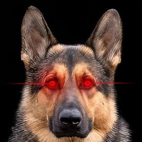 Flymasta's profile picture. Physician by trade. Fly Fisherman at heart. Proud Daddy of the BEST German Shepherd Son in the whole world 🌎