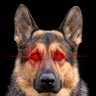 Flymasta's profile picture. Physician by trade. Fly Fisherman at heart. Proud Daddy of the BEST German Shepherd Son in the whole world 🌎