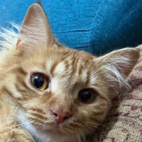 friendly human (@amotiondetector) 's Twitter Profile