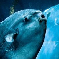 マンボウ (@mola_manb0) 's Twitter Profile