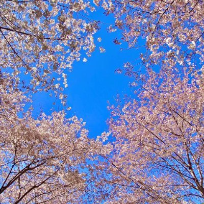 Issanz1's profile picture. Psalm 23--
discipline beats talent---
change the plan, don't change the goal--- ora et labora--trabaja duro y en silencio, que tú exito haga  ruido