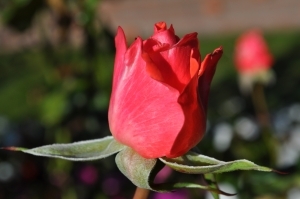 FranTapianella's profile picture. My friends and I love gardening.  I especially love roses!