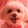 DaisyMYounger's profile picture. 🌈An Angel watching over  my family 🌈  Insta: DaisyMYounger 📸 No Pawlitics 😌